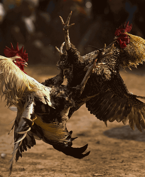 bj66-left-img-txt-sec-img